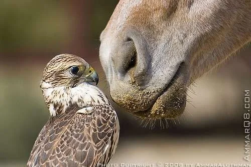 horse-pictures.webp