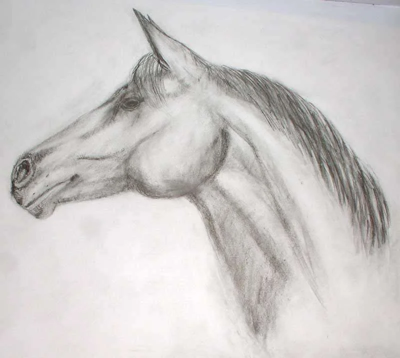 horse-profile.webp