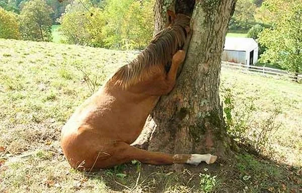 horse.webp