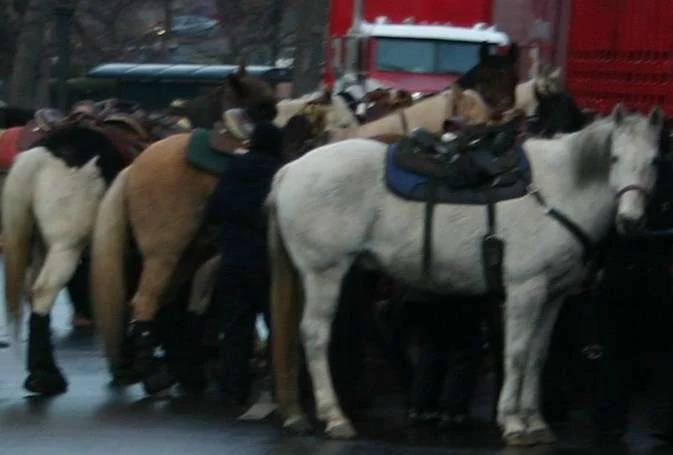 horse.webp