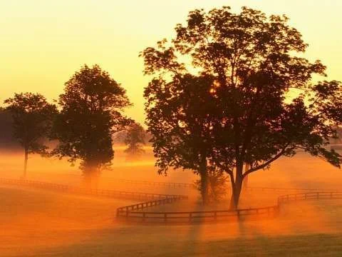 Horse_Farm_Sunrise,_.webp