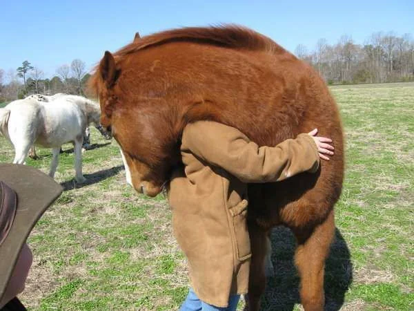 Horse_Hug_by_kioneslayer.webp