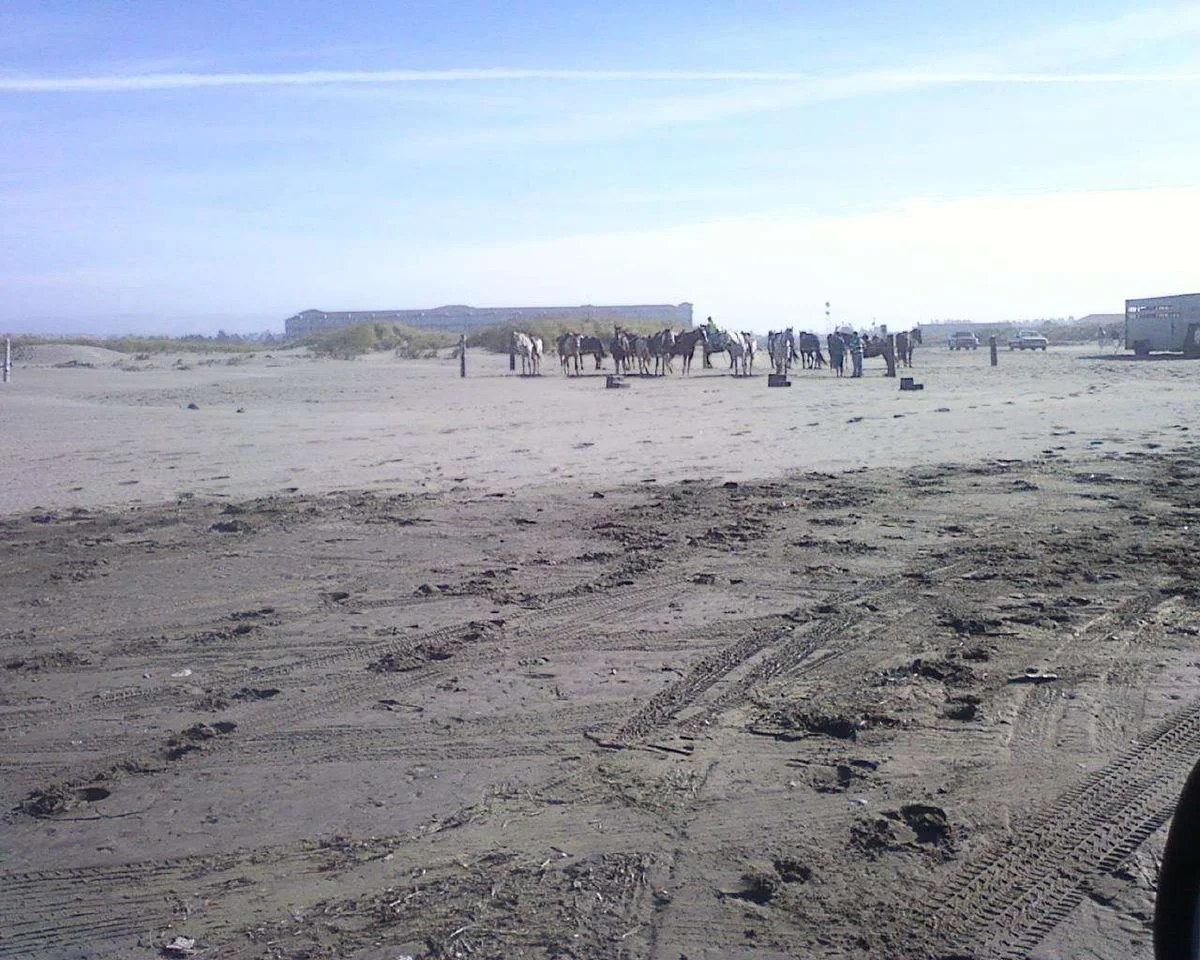 HORSES FOR RENT.webp