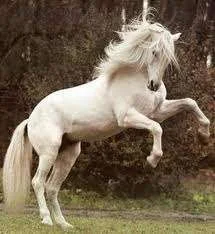 horses3.webp