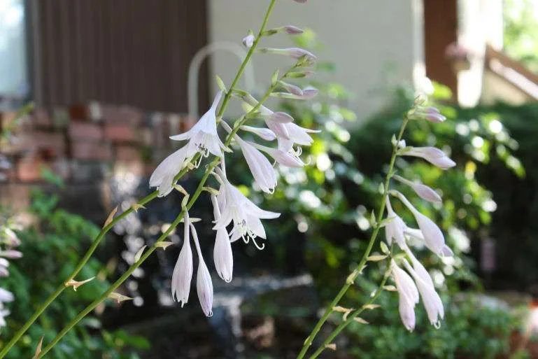 hostas1.webp