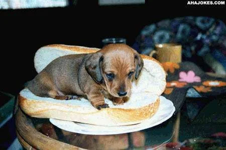 hotdog1.webp