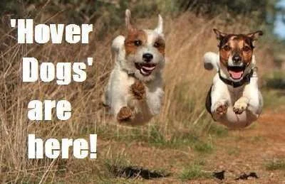 hover dogs.webp