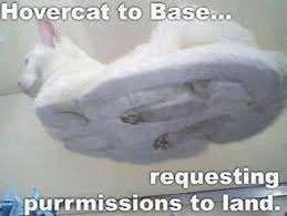 hovercat to base.webp