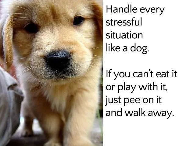 how-to-handle-stressful-situations.webp