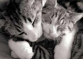 hug1.webp