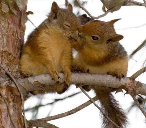 hugandkiss photos.webp