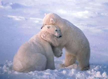hugging_polar_bears_1449-d701f35a71e14616b8bc75c58b6faff1.webp