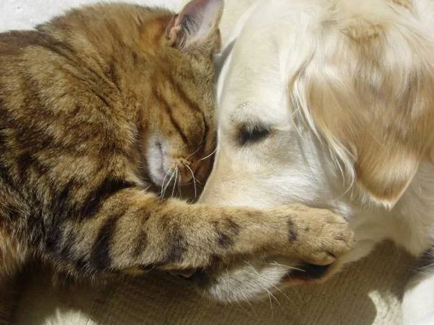 Hugs 5.webp