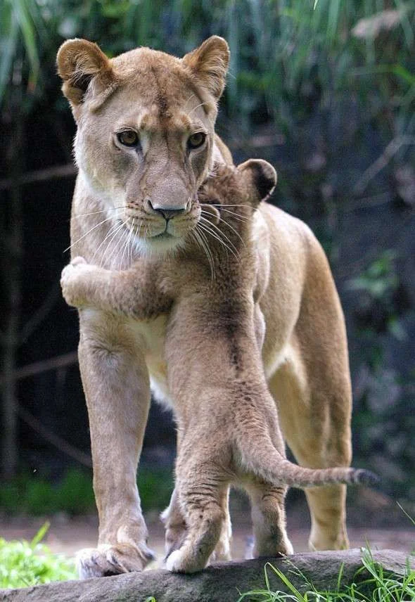 Hugs-590x856.webp