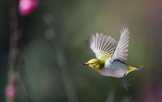 humming bird.webp