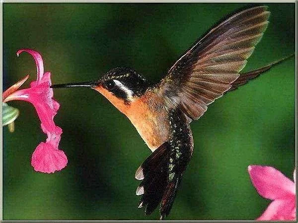 hummingbird.webp