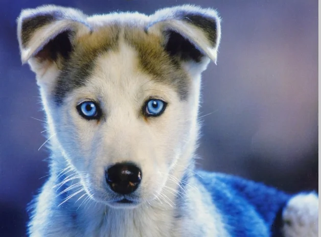 husky puppy.webp