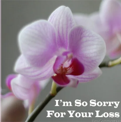 i am so sorry for your loss.webp