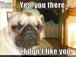 I don\'t like you.webp