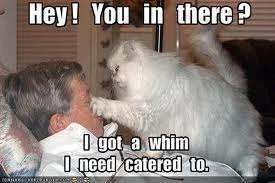 I have a whim.webp