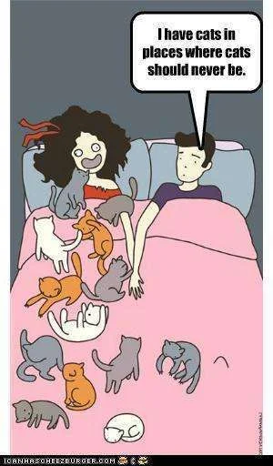 I HAVE CATS.webp