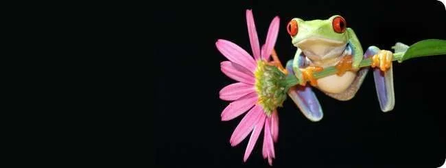 i-header-frog-flower.webp