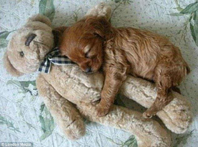I-need-you-my-teddy.webp