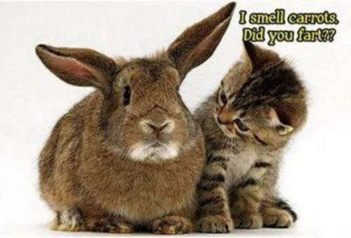 I smell carrots..webp