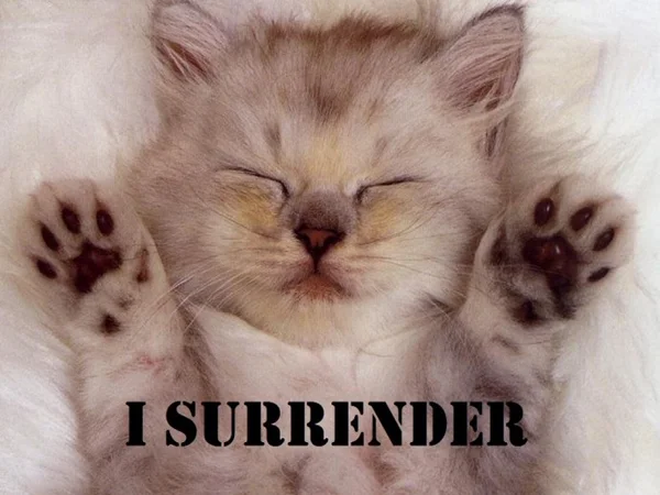 I surrender.webp