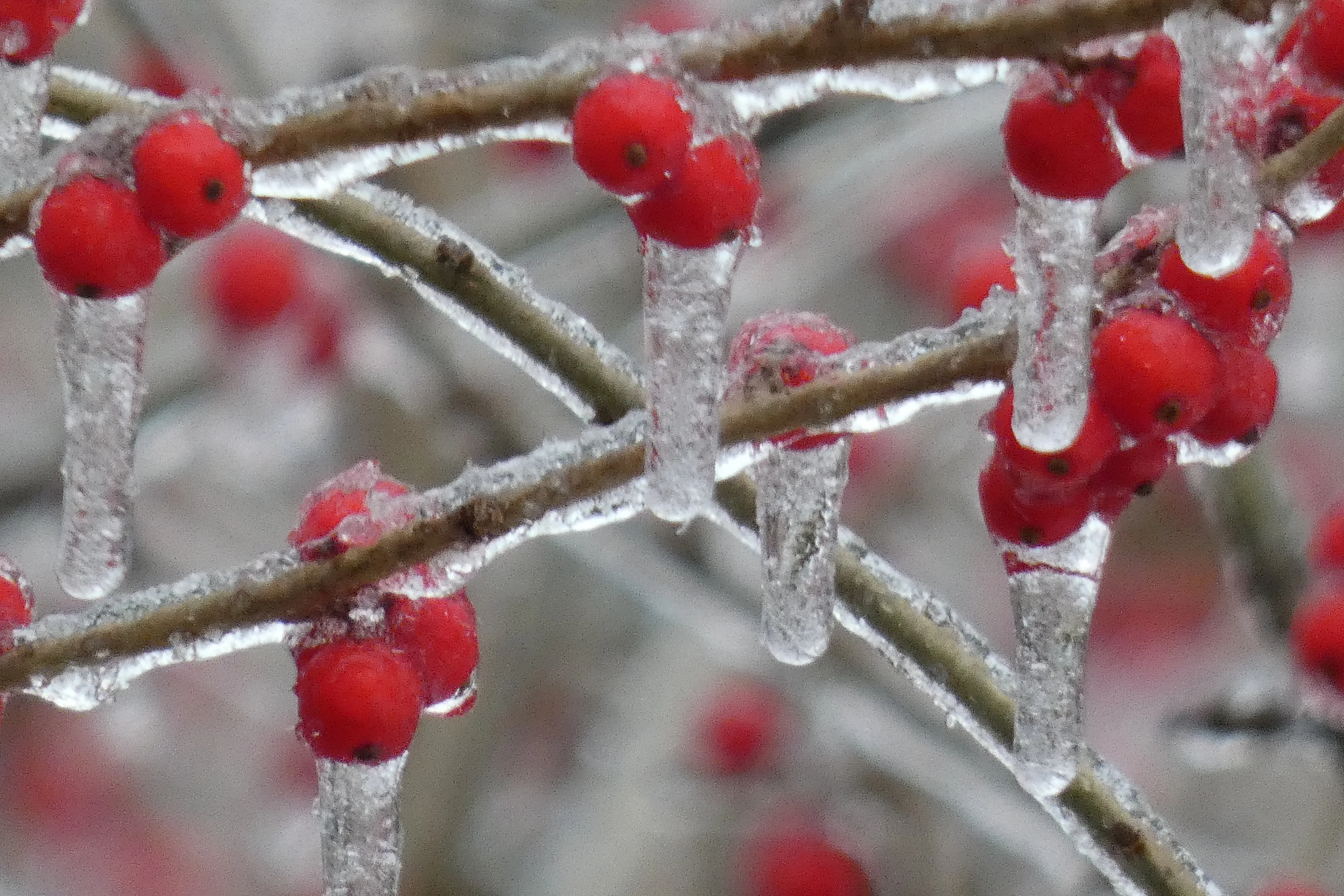 ice-covered berries.webp