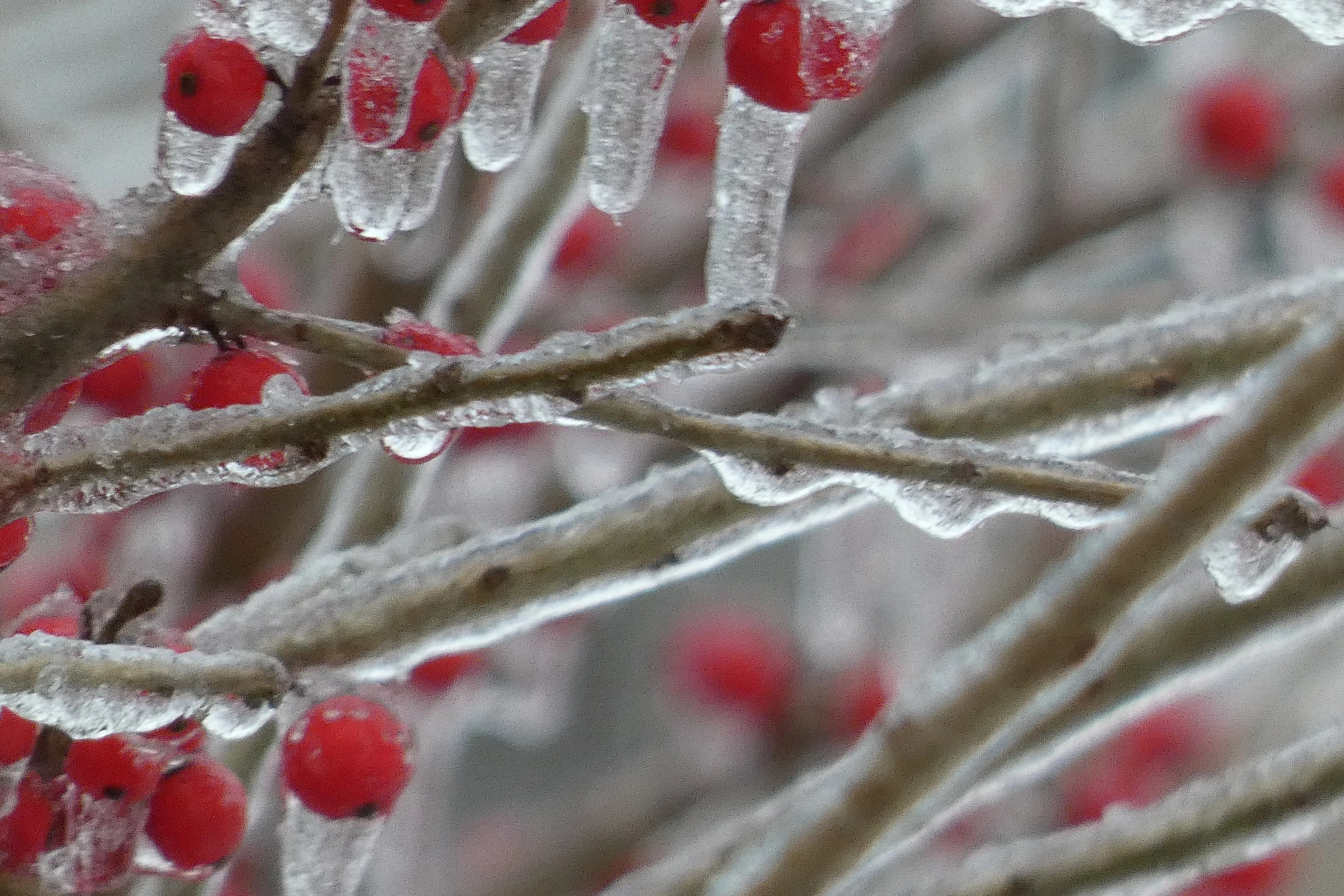 ice covered twigs and berries.webp