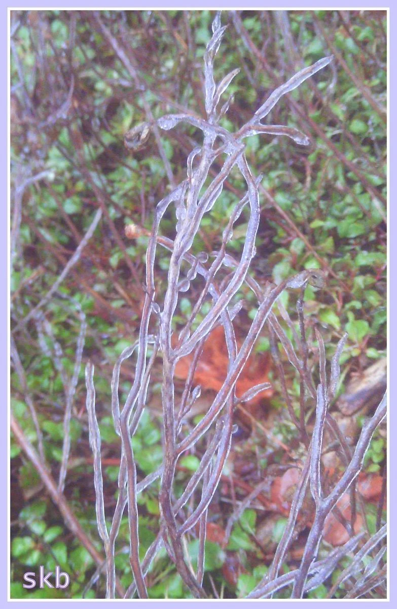 Ice On The Branches.webp