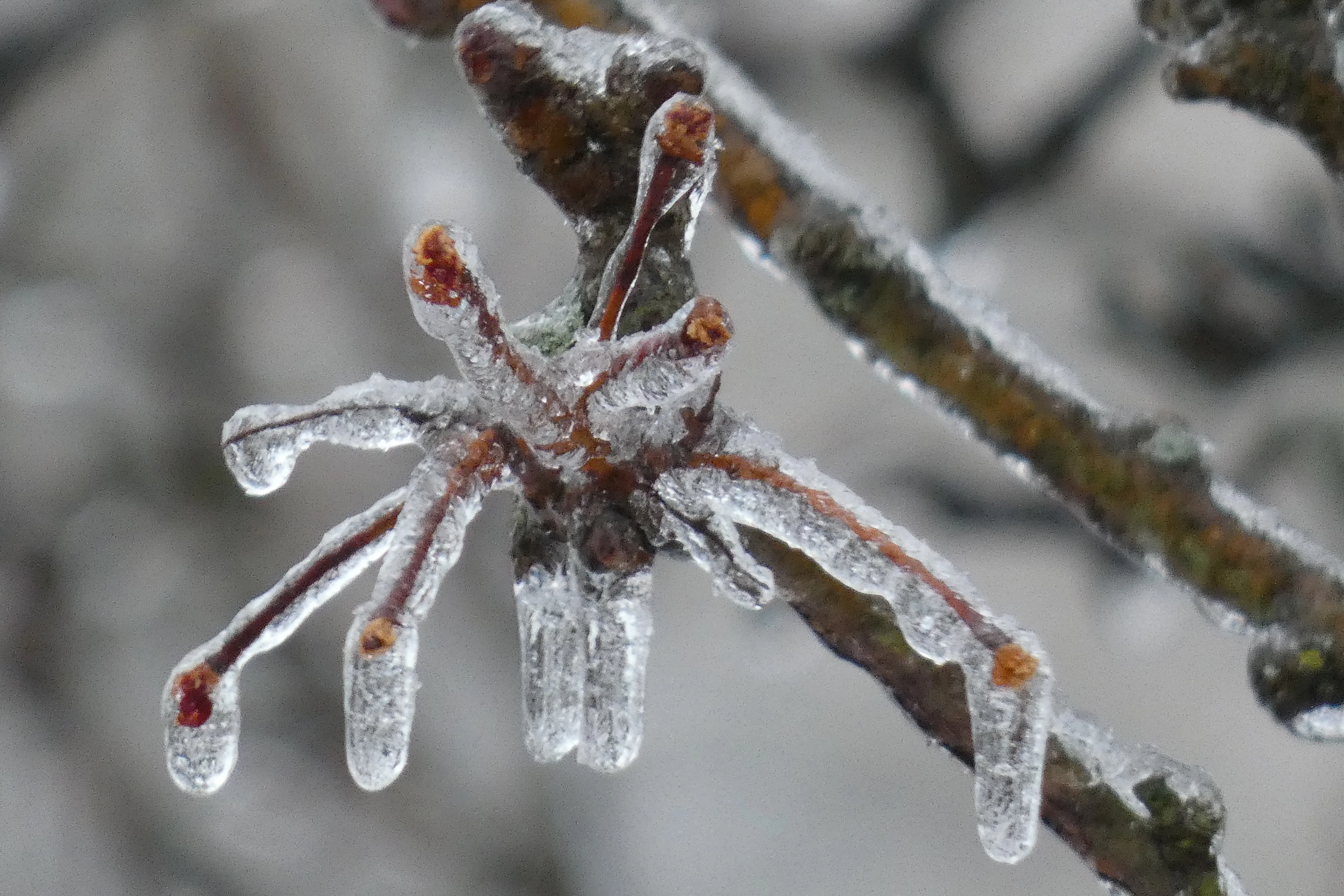 ice twigs ice storm 02032022.webp