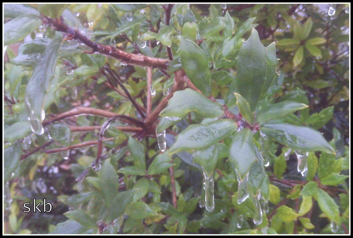 Icicles.webp