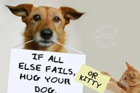ifallelsefailshugyourdogorkitty.webp