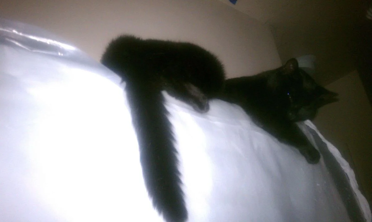 IMAG0271.webp