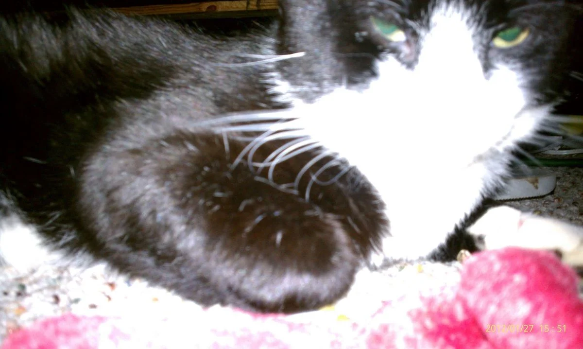 IMAG0658.webp