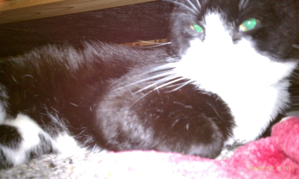 IMAG0660.webp