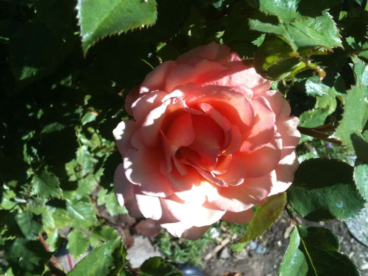 image.webp