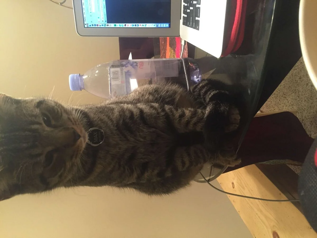 image.webp