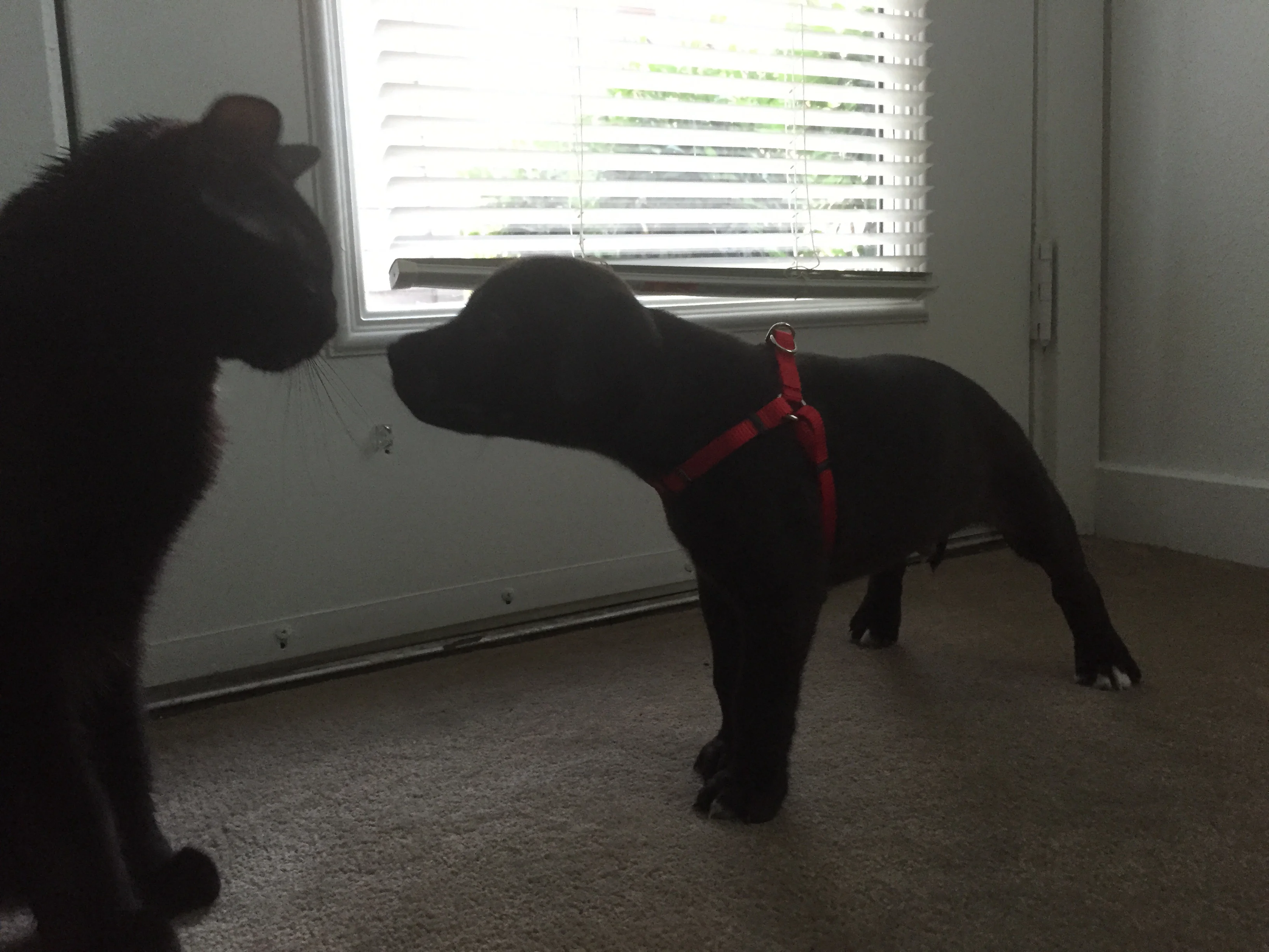 image.webp