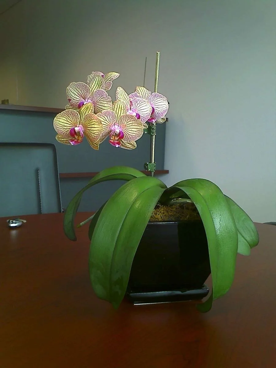 IMAGE_074.webp