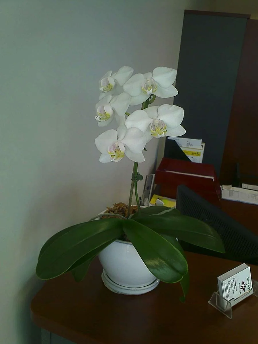IMAGE_075.webp