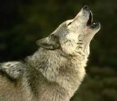 images-10.webp