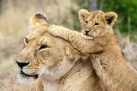 images-10.webp