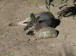 images-10.webp