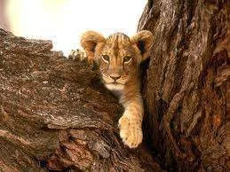 images-10.webp