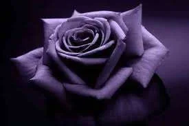 images-10.webp