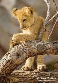 images-11.webp