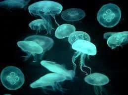 images-14.webp
